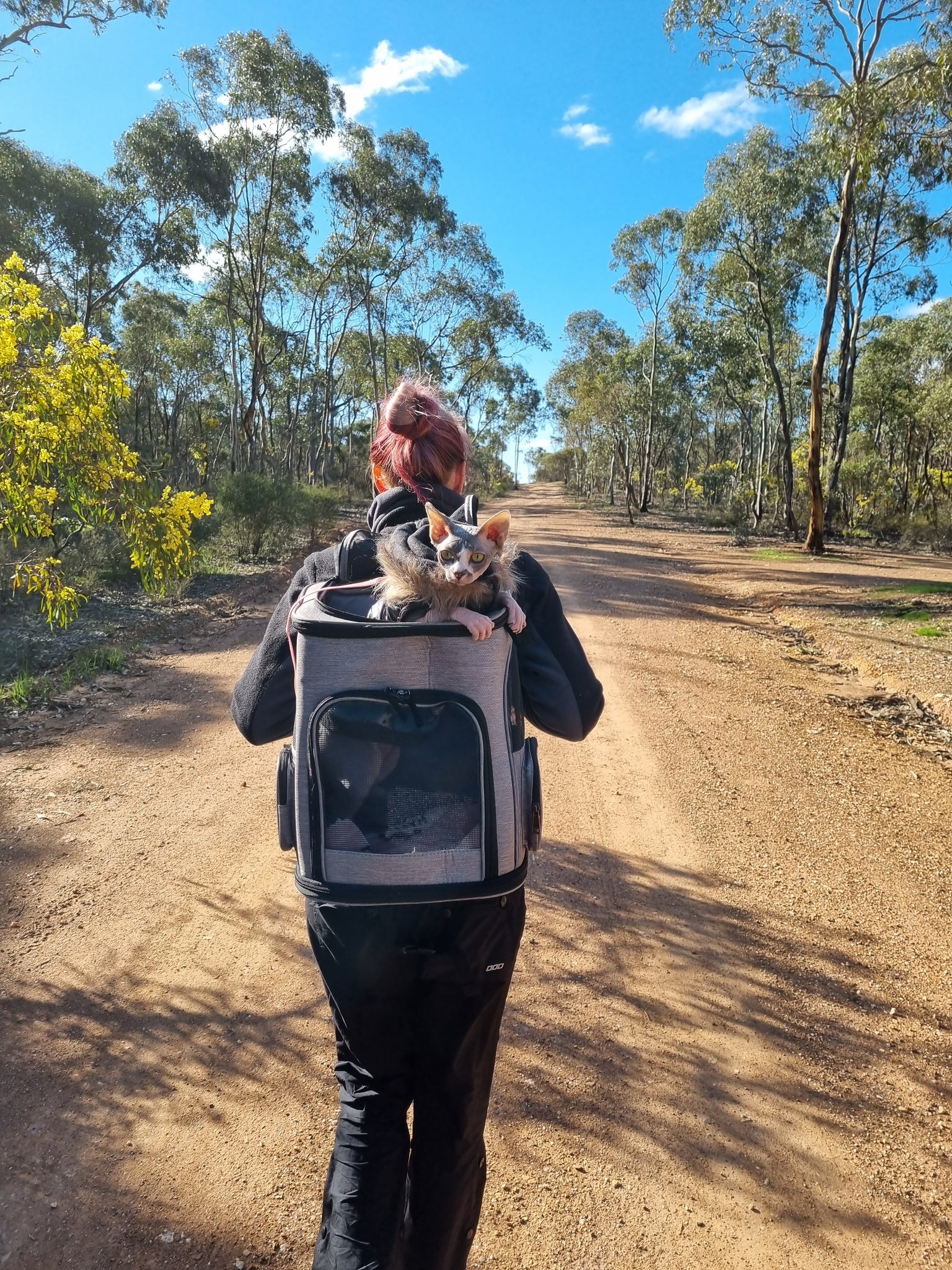 Cat Exploring